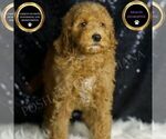 Small Goldendoodle (Miniature)