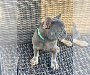 French Bulldog Puppy for sale in CLAREMORE, OK, USA