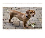 Small #1 Chiweenie