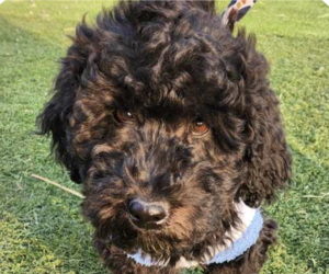 Poodle (Standard) Dogs for adoption in San Ramon, CA, USA