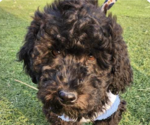 Small Photo #1 Poodle (Standard) Puppy For Sale in San Ramon, CA, USA