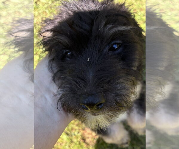 Medium Photo #3 Bernese Mountain Dog-Poodle (Miniature) Mix Puppy For Sale in Valrico, FL, USA