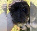 Small Photo #3 Bernese Mountain Dog-Poodle (Miniature) Mix Puppy For Sale in Valrico, FL, USA