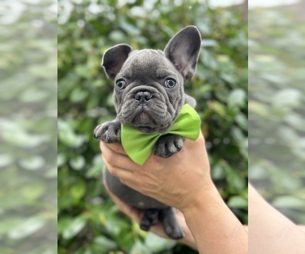 Medium Photo #1 French Bulldog Puppy For Sale in BROOKLYN, NY, USA