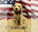 Puppy 7 Goldendoodle