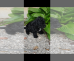 Small #3 Pembroke Welsh Corgi-Poodle (Miniature) Mix