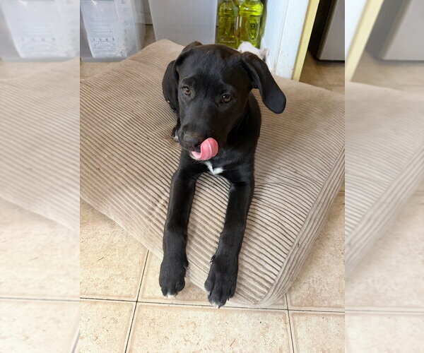 Medium Photo #2 Labrador Retriever-Unknown Mix Puppy For Sale in Fort Collins, CO, USA