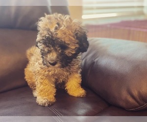 Maltipoo Puppy for sale in EAST TROY, WI, USA