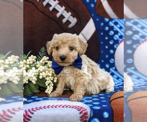 Bichpoo-Poodle (Miniature) Mix Puppy for sale in KIRKWOOD, PA, USA