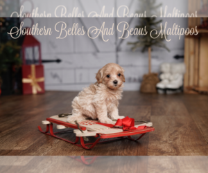 Maltipoo Puppy for sale in HOLLY SPRINGS, NC, USA
