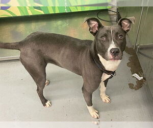 American Pit Bull Terrier-Unknown Mix Dogs for adoption in Waco, TX, USA