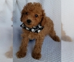 Small Photo #3 Poodle (Toy) Puppy For Sale in BUFFALO, MO, USA
