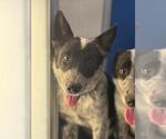 Small Texas Heeler Mix