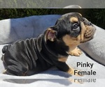 Small Photo #4 Bulldog Puppy For Sale in FRESNO, CA, USA