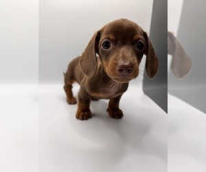 Dachshund Puppy for Sale in SAINT AUGUSTINE, Florida USA