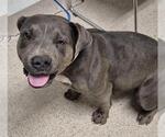 Small American Pit Bull Terrier