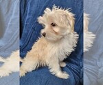 Small Photo #2 Morkie Puppy For Sale in HOLLAND, MI, USA