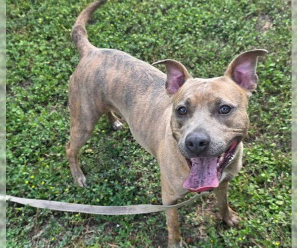 Medium Photo #2 American Pit Bull Terrier Puppy For Sale in Ocala, FL, USA