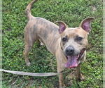Small #1 American Pit Bull Terrier