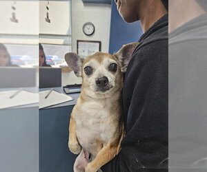 Chihuahua-Unknown Mix Dogs for adoption in Temple, TX, USA