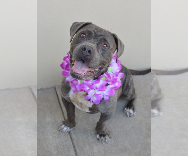Medium Photo #5 American Pit Bull Terrier-Unknown Mix Puppy For Sale in McKinney, TX, USA