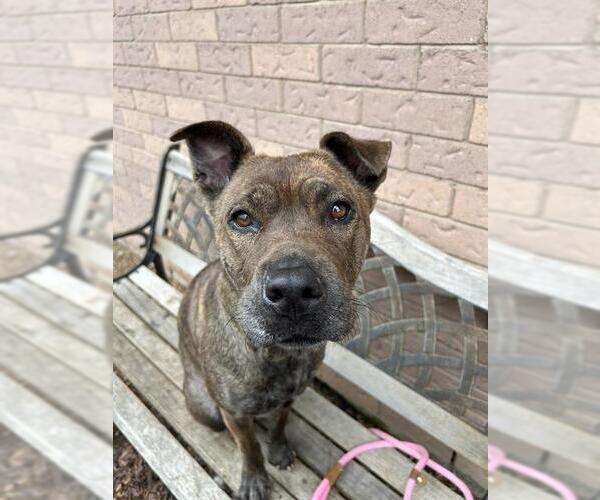 Medium Photo #1 American Bulldog-Chinese Shar-Pei Mix Puppy For Sale in London, Ontario, Canada