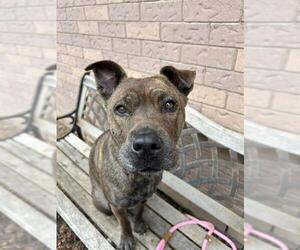 Medium American Bulldog-Chinese Shar-Pei Mix