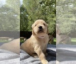 Small Photo #3 Golden Retriever Puppy For Sale in BUTNER, NC, USA