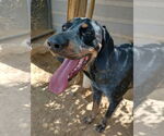 Small #5 Bluetick Coonhound