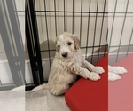 Puppy 3 Goldendoodle-Poodle (Standard) Mix