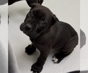 Cane Corso Puppy for sale in ANDERSON, IN, USA