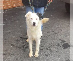 Australian Shepherd-Unknown Mix Dogs for adoption in Mt. Gilead, OH, USA