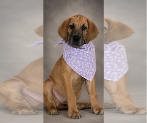 Medium Great Dane