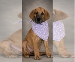 Puppy 2 Great Dane