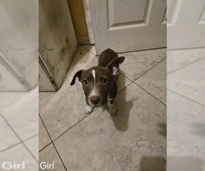 Mutt Dogs for adoption in San Antonio, TX, USA