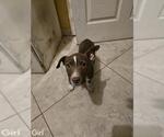 Small Mutt