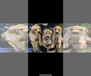 Chesador Puppy for sale in SAINT CLOUD, MN, USA