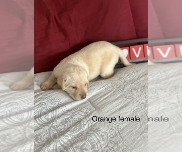 Medium Photo #4 Labrador Retriever Puppy For Sale in INVERNESS, FL, USA