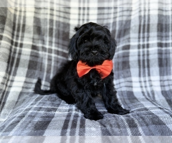 Medium Photo #1 ShihPoo Puppy For Sale in LAKELAND, FL, USA