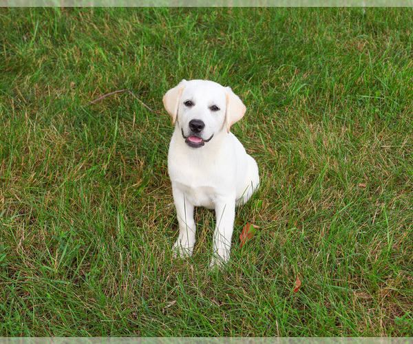 Medium Photo #1 Labrador Retriever Puppy For Sale in SYRACUSE, IN, USA