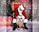 Small #6 American Pit Bull Terrier Mix