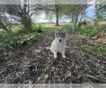 Small Photo #5 Siberian Husky Puppy For Sale in ALTON, IL, USA