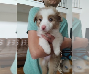 Medium Border-Aussie