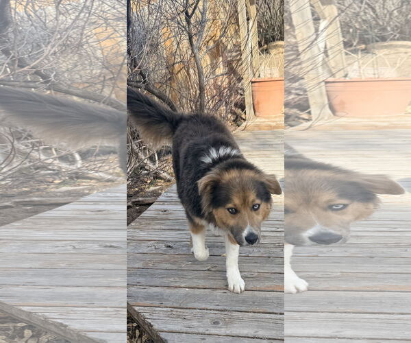 Medium Photo #4 Collie-Unknown Mix Puppy For Sale in Sandy, UT, USA