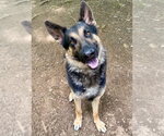 Small German Shepherd Dog