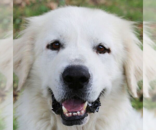 Medium Photo #1 Great Pyrenees Puppy For Sale in Dallas, TX, USA