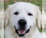 Small Great Pyrenees