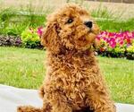 Puppy 0 Goldendoodle (Miniature)