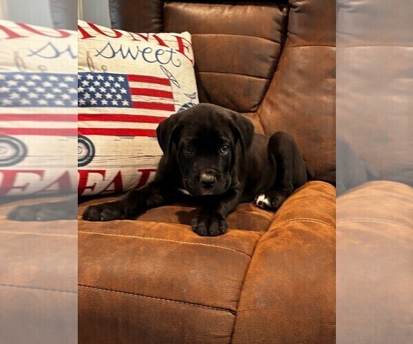 Medium Photo #7 Cane Corso Puppy For Sale in REEVESVILLE, SC, USA