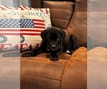 Small #6 Cane Corso
